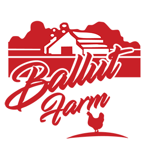 The best fresh eggs in Malta | Ballut Farm Ltd